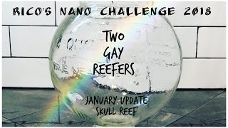 Rico’s Nano Challenge 2018 - Skull Reef January - Rico’s Aquariums