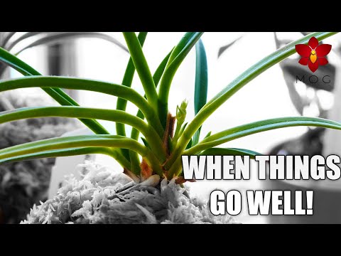 Successful Orchid Projects! - Laelias, Vanda seedlings, sick Phalaenopsis & more!