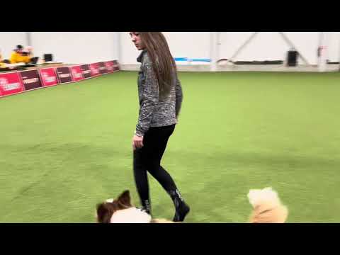 Dog dancing- zkouška MD1