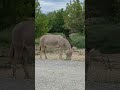 Ein Schöner Esel In Einem Safaripark
