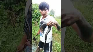 Download lagu 😱😱Fishing for Eels, But Got a Snake Instead. #videoshorts #shortsviral #fishing #fishing #mancing... mp3