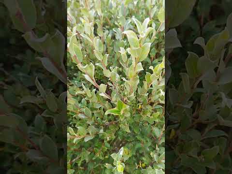 Schwarz-Weide (Salix nigricans): Der ökologische Frühstarter für deinen Naturgarten