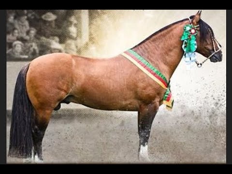 GUAPURUMA MATE AMARGO