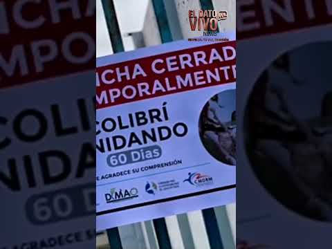 Municipalidad de Mejillones cierra cancha por 60 días para proteger el nido de un colibrí