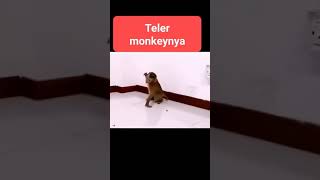 Download lagu PERTARUNGAN MONYET SAMA AYAM .MONYETNYA PUSING mp3 Download lagu PERTARUNGAN MONYET SAMA AYAM .MONYETNYA PUSING mp3