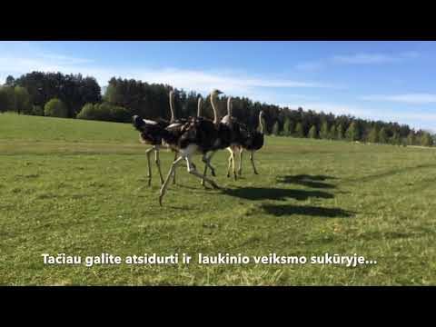 Makalius pataria: ką aplankyti Lietuvoje su vaikais?