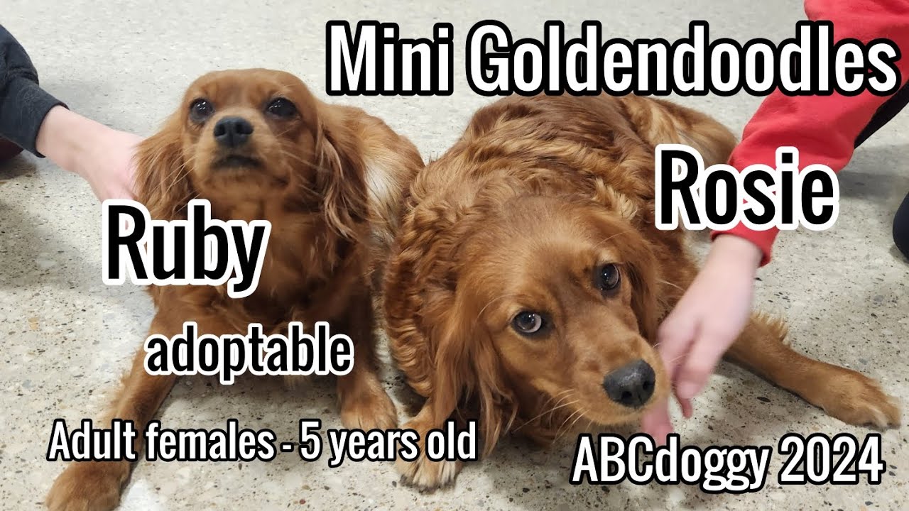 Mini Goldendoodles * rescue/breeder release * Rosie & Ruby