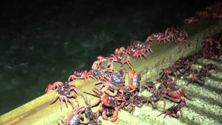 Annual Red Crab Migration on Christmas Island