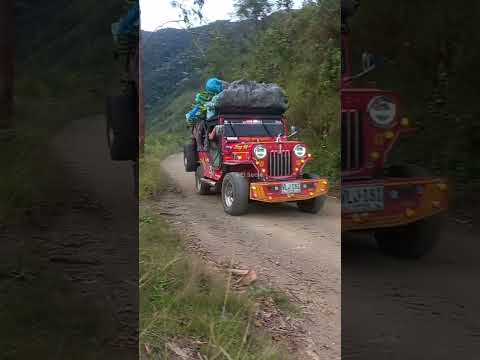 Jeep modelo 54 cargada de plátano en sector desconocido de El Cairo Valle #orgullocampesino