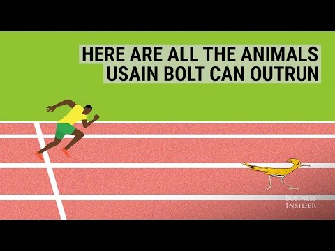 Here are all the animals Usain Bolt can outrun