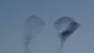 Ne-događaj: Neva Lukić