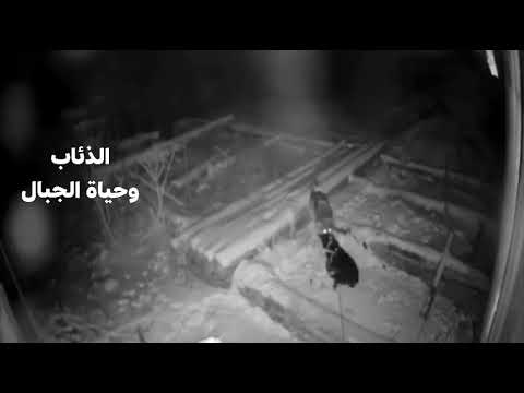 Into the Night: Hungry cold-blooded Wolves Hunting for Dogs in Darkness