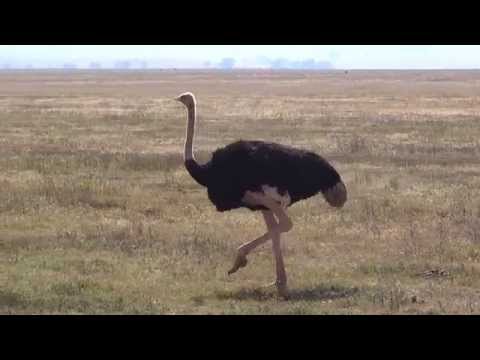 Ostrich walking in Serengeti National Park, Tanzania
