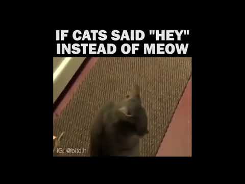 If Cats Said Hey Instead Of Meow