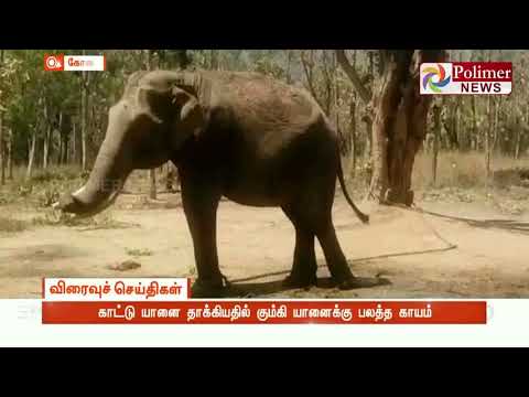 காட்டு யானை தாக்கியதில் கும்கி யானைக்கு பலத்த காயம்