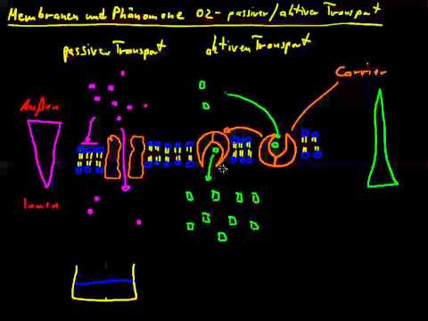 Membranen und Phänomene 02 - passiver und aktiver Transport