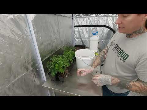 How To Use Suffoil-X As an IPM Quarantine Dip