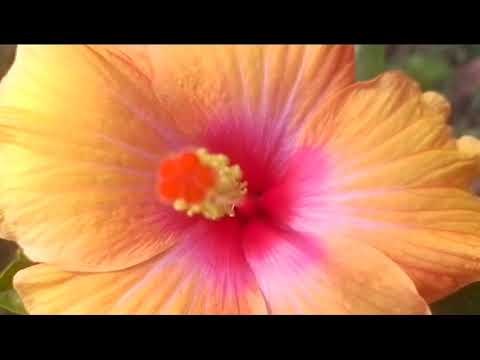 my garden's hibiscus