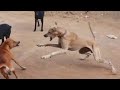 Kanni Native Dog Chippiparai Dog Kombai Dog Kanni Dog Fight Kanni Dog Jump Indian Dog