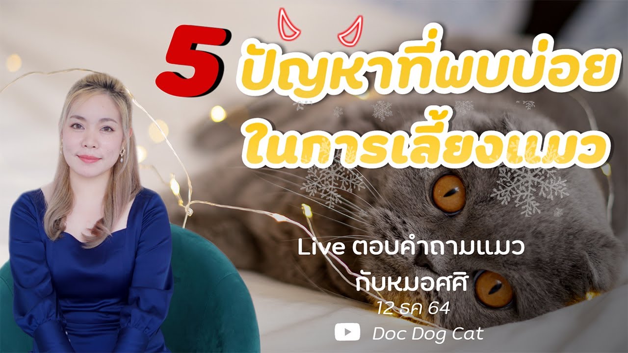 สรุป 5 ปัญหาแมวที่พบบ่อย พร้อมวิธีแก้จากหมอศศิ | Sasi Cat Craft