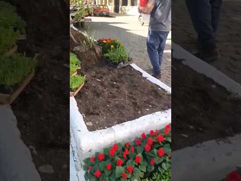 Semapa Bagé: Equipe de Paisagismo Transformando a Av. Sete de Setembro!