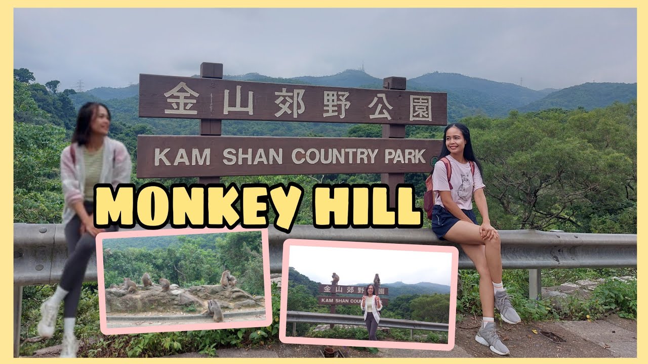 See how monkeys live freely in their natural habitat at Kam Shan Country Park.