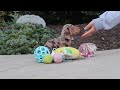Miniature Dachshund dogs for sale: Ivy - Video 1