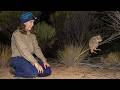 Woylies Released Into The Wild In The Western Australian Wheatbelt