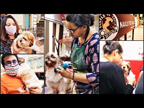 Explored a new pet grooming salon in kolkata | Shih Tzu Grooming Video