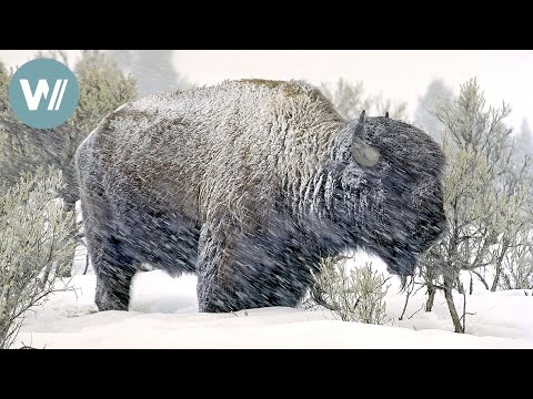 Land der Indianer-Büffel | Tiere vor der Kamera (1993) | Folge 29/57