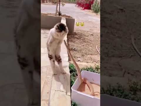 Cat are so claver and cute #nature