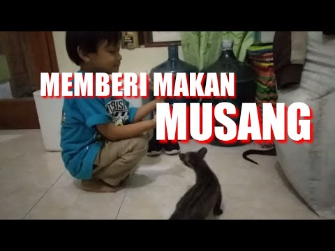 , title : 'Memberi Makan Musang'