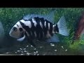 Convict cichlids breeding: Eggs hatching and taking care of the new born fry