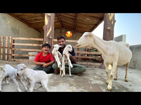 24 Curious goat kids! 