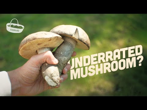 The UK’s Most Underrated Mushroom? Slate Bolete Foraging, Identification & Preserving Guide