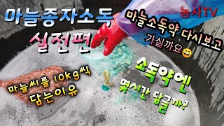 마늘재배, 마늘 심기 전 종자소독과 소독약을 무엇을 넣을까요?[농사TV]