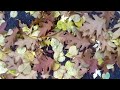 The Salley Garden (Yeats)
