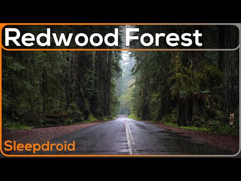 ►Relaxing Rain Sounds for Sleeping: Redwood Forest Rainstorm
