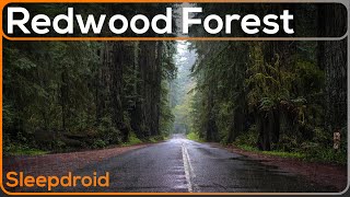 ►Relaxing Rain Sounds for Sleeping: Redwood Forest Rainstorm