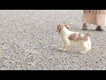 Cocker Spaniel dogs for sale: Calia - Video 1