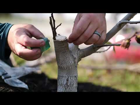 PAWPAW Bark Graft -- Quick Video -- the EASIEST graft on pawpaw