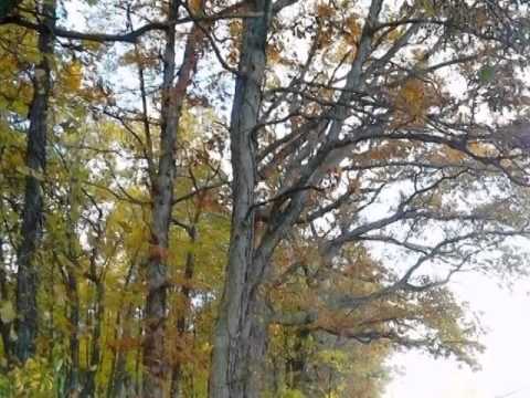 Homes for Sale - 20406 Woodmar St Lowell IN 46356 - Mychelle Taylor