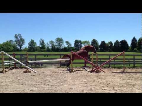 Ashcroft Skye Free Jumping - SOLD