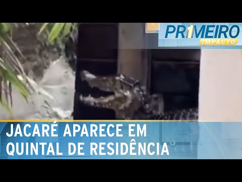 Jacaré invade residência e assusta moradores de Caxias (MA) |  Primeiro Impacto (29/03/24)