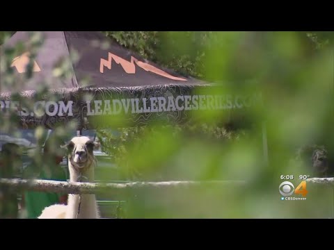 Llamas Haul Gear To Aid Station At Highest Point Of Leadville Trail 100 Run