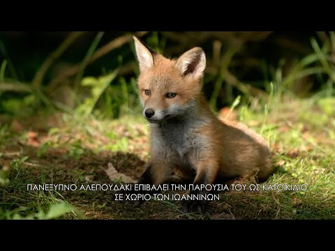 Αλεπουδάκι
