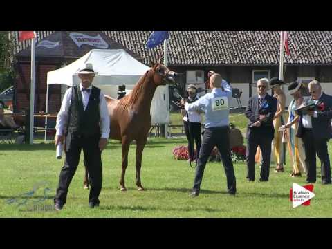 Strohen 2016 - B-Show Class C