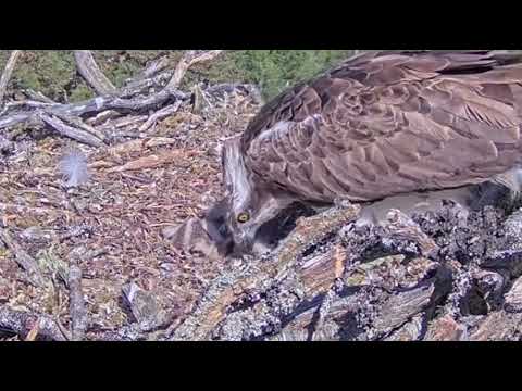 Cracking day as the Loch Arkaig hatching chick makes a big push 5 Jun 2022 (zoomed)