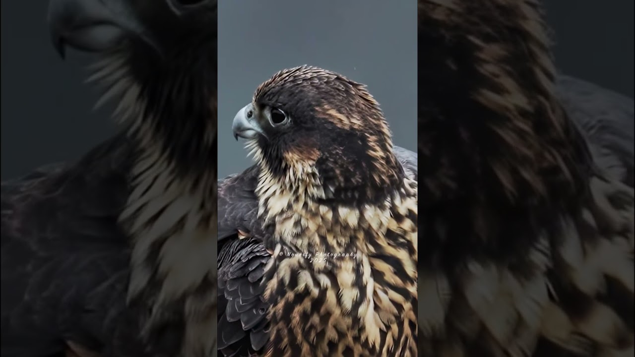 Juvenile Peregrine Falcon relaxing and grooming her feathers at a cliff edge. #falcon #peregrine