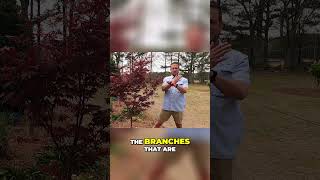 Essential Tree Pruning Tips  Protect Your Plants